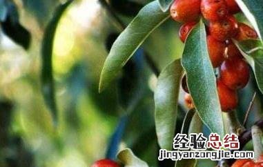 沙枣果的功效与作用禁忌 沙枣果的功效与作用