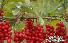 五味子高产栽培技术有哪些 五味子高产栽培技术