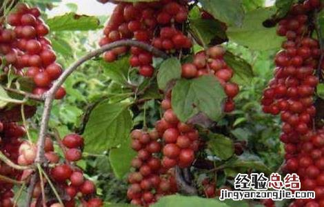 五味子高产栽培技术有哪些 五味子高产栽培技术
