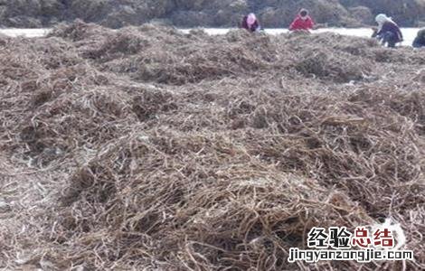 甘草采收时间及方法 甘草采收时间及方法介绍