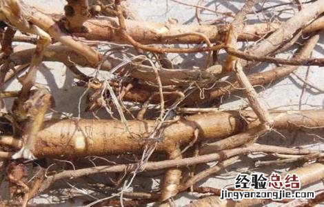 甘草采收时间及方法 甘草采收时间及方法介绍
