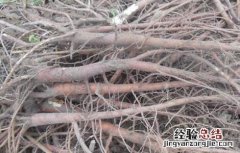 甘草采收时间及方法 甘草采收时间及方法介绍