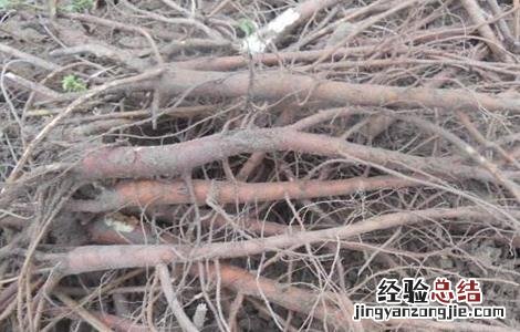 甘草采收时间及方法 甘草采收时间及方法介绍