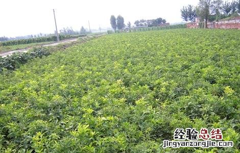 白术的施肥方法视频 白术的施肥方法