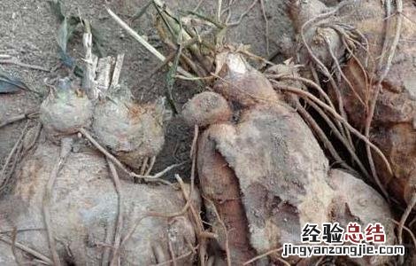 白术的施肥方法视频 白术的施肥方法