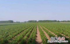 白术的施肥方法视频 白术的施肥方法