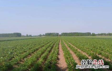 白术的施肥方法视频 白术的施肥方法