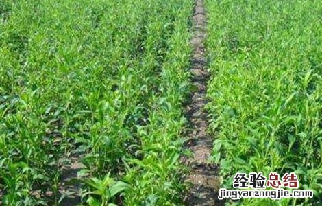 白术的施肥方法视频 白术的施肥方法