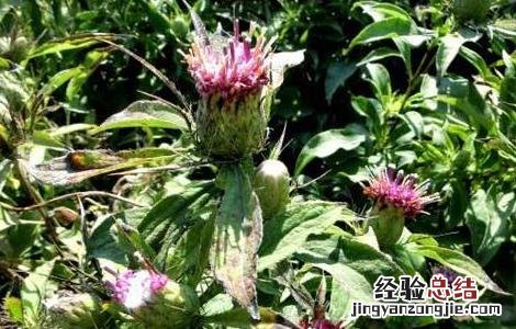 白术的施肥方法视频 白术的施肥方法