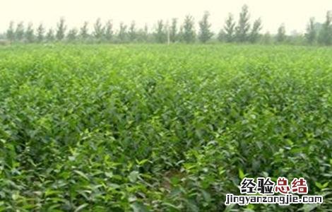 杜仲播种育苗技术视频 杜仲播种育苗技术