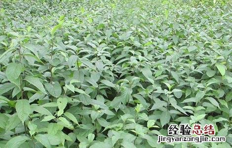 杜仲播种育苗技术视频 杜仲播种育苗技术
