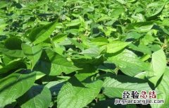 杜仲播种育苗技术视频 杜仲播种育苗技术