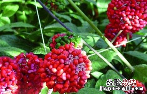 三七田间管理要点 三七田间栽培管理技术