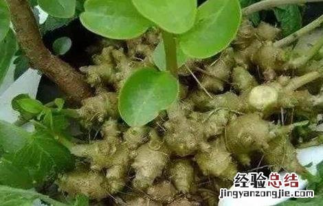 三七田间管理要点 三七田间栽培管理技术
