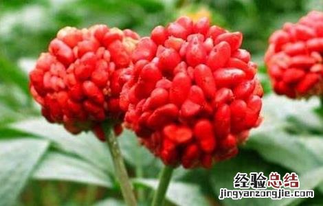 三七田间管理要点 三七田间栽培管理技术