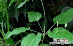 百部田间管理方法 如何加强田间管理