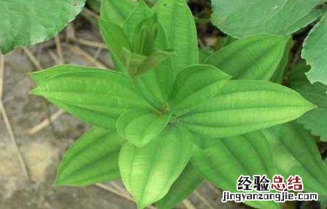 百部田间管理方法 如何加强田间管理