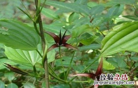 百部田间管理方法 如何加强田间管理