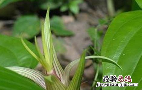 百部田间管理方法 如何加强田间管理