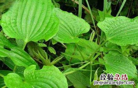 百部田间管理方法 如何加强田间管理