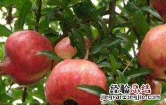 甜石榴的功效与作用及副作用 甜石榴的功效与作用与禁忌