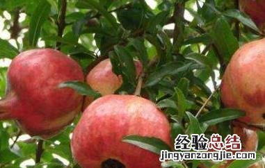 甜石榴的功效与作用及副作用 甜石榴的功效与作用与禁忌