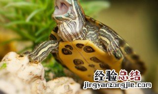 甲鱼的营养价值及功效禁忌 甲鱼的营养以及注意事项