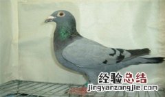 鸽子用的保健砂 最简单的鸽子保健砂