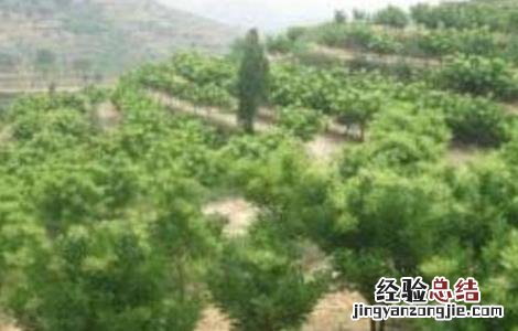 槐米种植技术 槐米种植技术视频