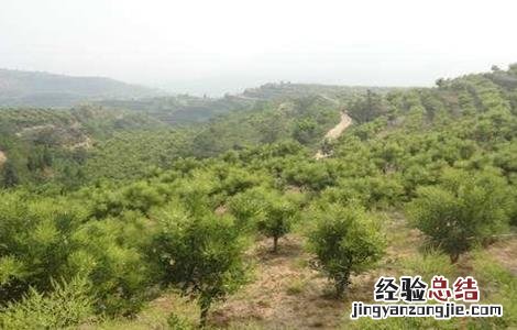槐米种植技术 槐米种植技术视频