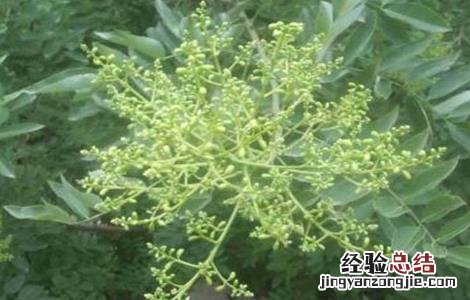 槐米种植技术 槐米种植技术视频