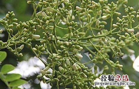 槐米种植技术 槐米种植技术视频