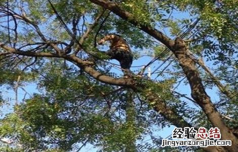 槐米种植技术 槐米种植技术视频