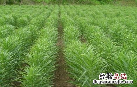 百合的适宜生长环境 百合对生长环境的要求