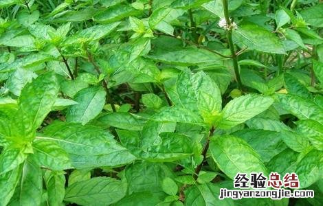 薄荷施肥方法 薄荷怎么施肥?施什么肥