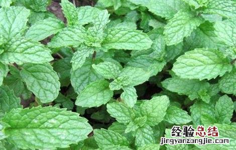 薄荷施肥方法 薄荷怎么施肥?施什么肥