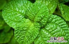 薄荷施肥方法 薄荷怎么施肥?施什么肥
