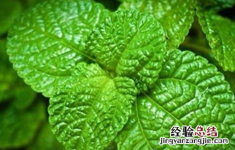 薄荷施肥方法 薄荷怎么施肥?施什么肥