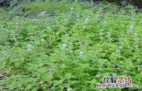 薄荷施肥方法 薄荷怎么施肥?施什么肥