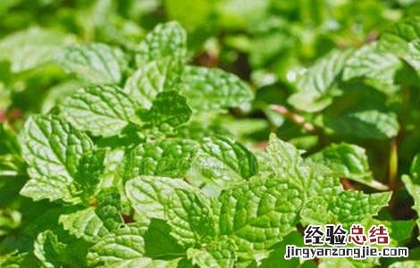 薄荷施肥方法 薄荷怎么施肥?施什么肥