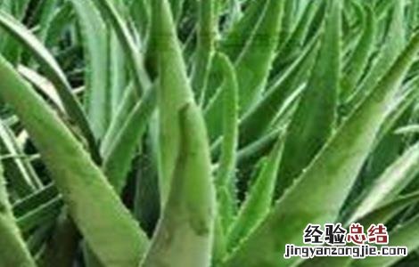 芦荟长不大原因及解决方法 芦荟越长越大怎么办