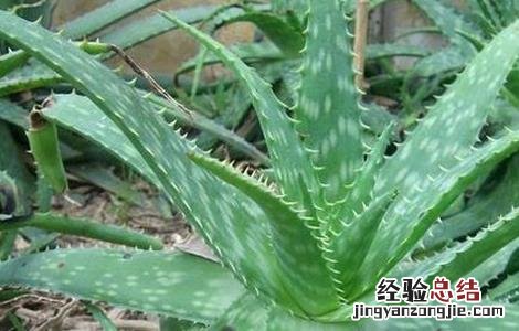 芦荟长不大原因及解决方法 芦荟越长越大怎么办