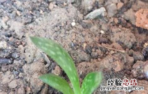 芦荟长不大原因及解决方法 芦荟越长越大怎么办