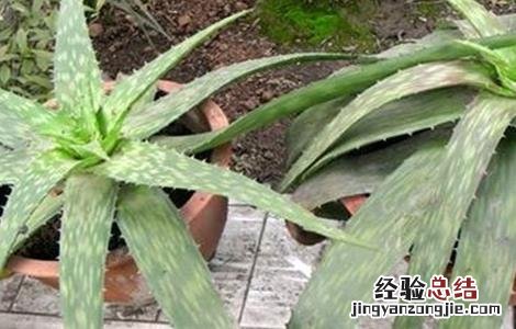 芦荟长不大原因及解决方法 芦荟越长越大怎么办