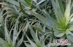芦荟长不大原因及解决方法 芦荟越长越大怎么办