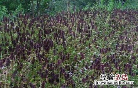 夏枯草的育苗技术 夏枯草栽培技术