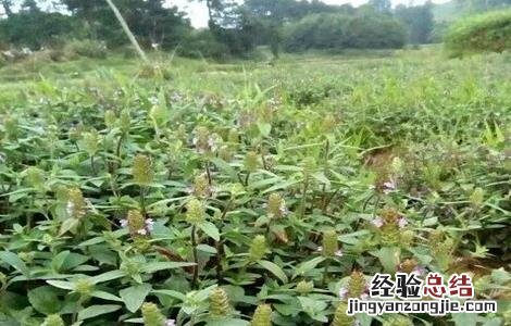 夏枯草的育苗技术 夏枯草栽培技术