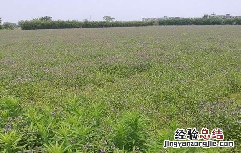 夏枯草的育苗技术 夏枯草栽培技术