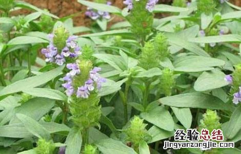 夏枯草的育苗技术 夏枯草栽培技术