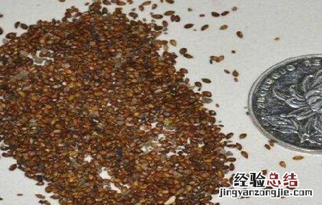 夏枯草的育苗技术 夏枯草栽培技术